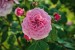 rose-blossom-8369834_1280