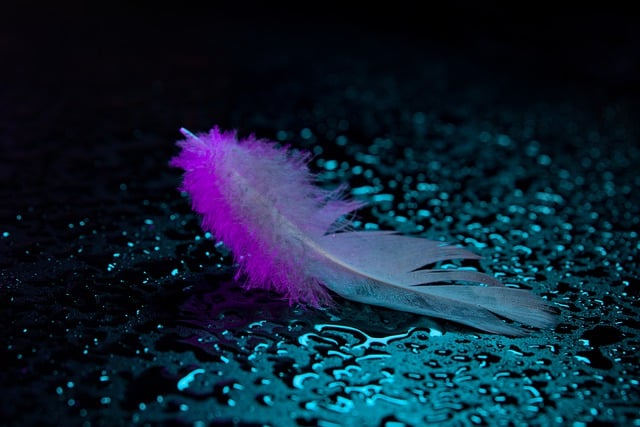 feather-7854908_640