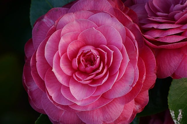 japanese-camellia-7959403_640