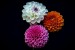 gerbera-8220025_640